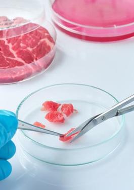 Alimentos-1